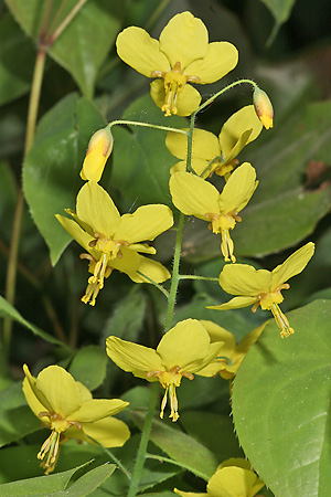 Epimedium pinnatum