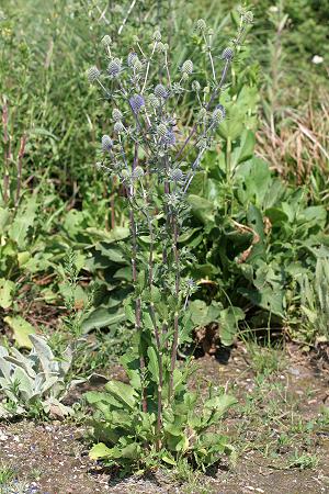 Eryngium planum