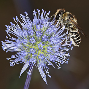 Eryngium planum