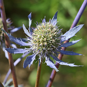 Eryngium planum