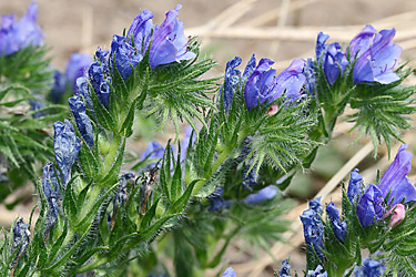 Echium plantagineum