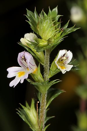 Euphrasia rostkoviana