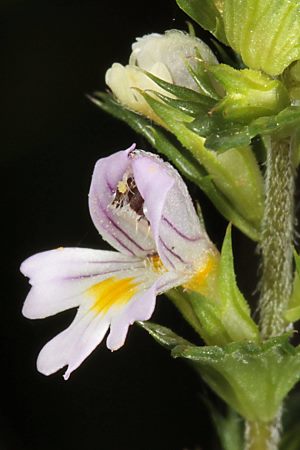 Euphrasia rostkoviana