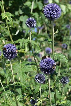 Echinops sphaerocephalus Echinops sphaerocephalus