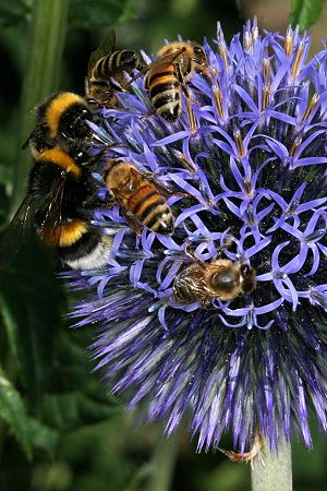 Echinops sphaerocephalus mit Bombus terrestris & Apis Echinops sphaerocephalus