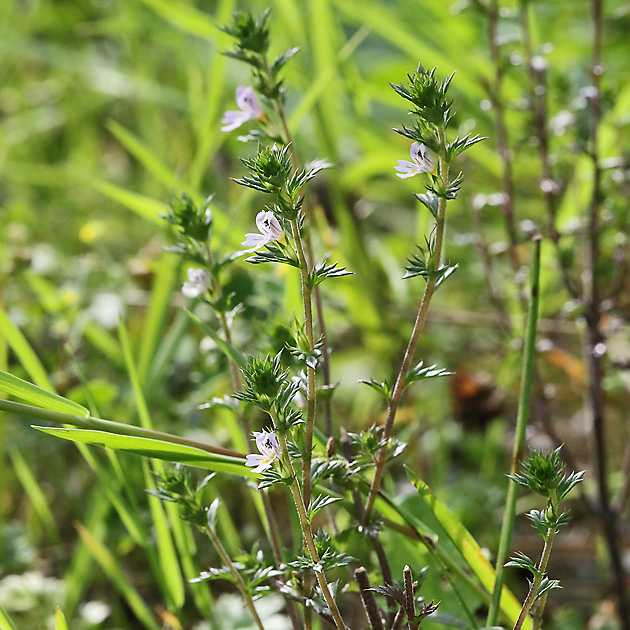 Euphrasia stricta