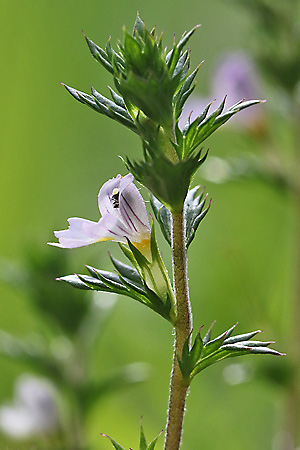 Euphrasia stricta