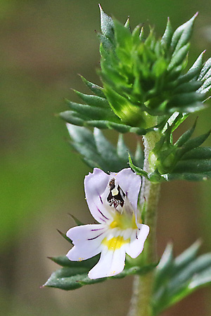 Euphrasia stricta