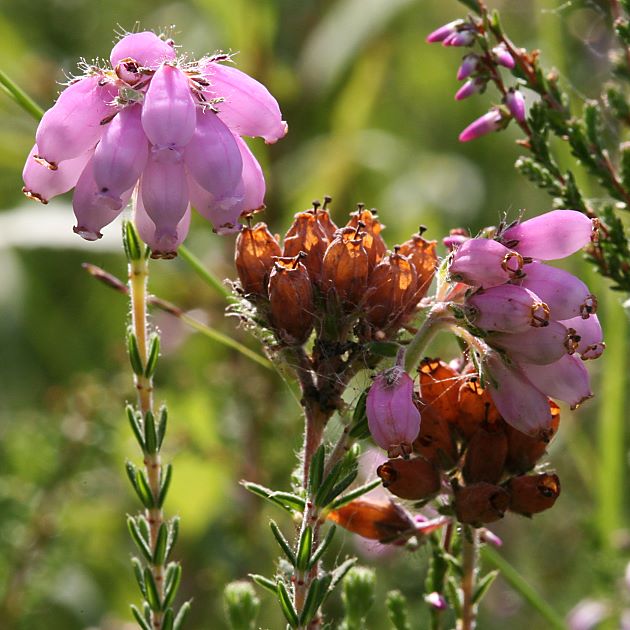Erica tetralix