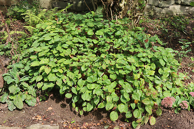 Epimedium x versicolor