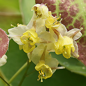 Epimedium x versicolor