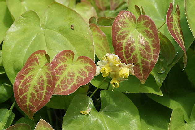 Epimedium × versicolor