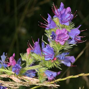 Echium vulgare