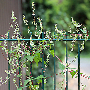 Fallopia dumetorum