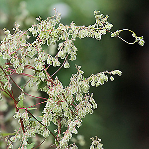 Fallopia dumetorum