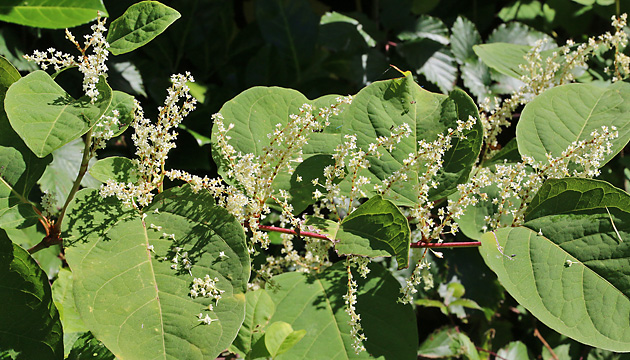Fallopia japonica