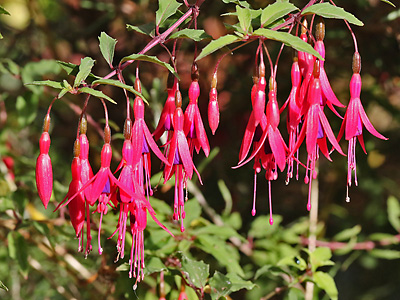 Fuchsia magellanica