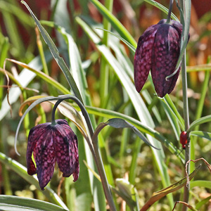 Fritillaria meleagris