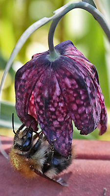 Fritillaria meleagris + Bombus pascuorum