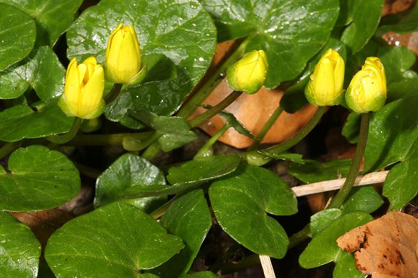 Ficaria verna