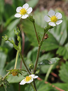 Fragaria vesca