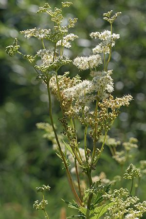 Filipendula ulmaria
