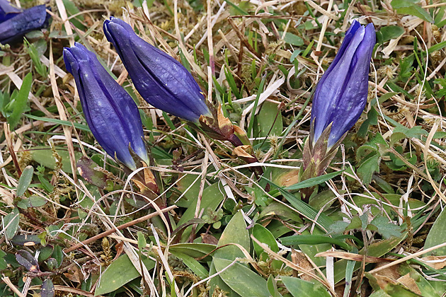 Gentiana clusii