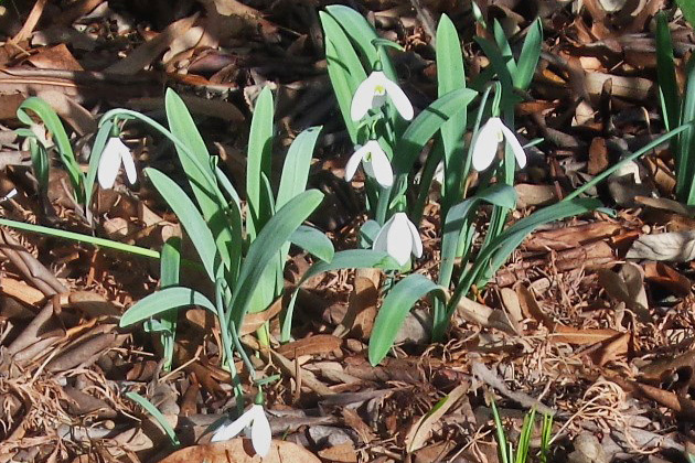 Galanthus elwesii