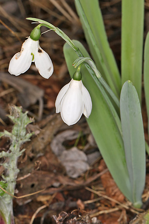 Galanthus elwesii