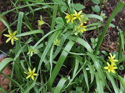 Gagea lutea