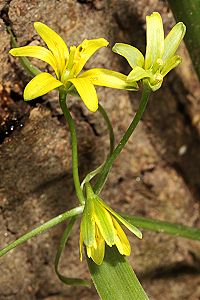 Gagea lutea