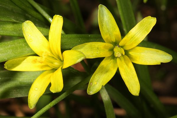 Gagea lutea