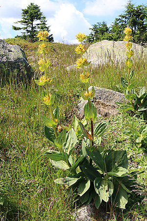 Gentiana lutea