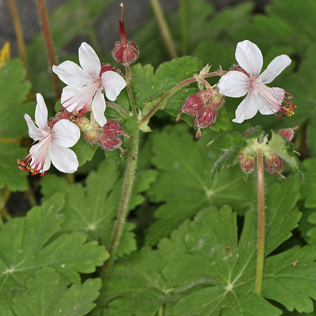 Geranium macrorrhizum