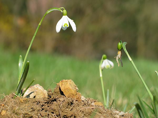 Galanthus nivalis