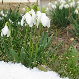 Galanthus nivalis