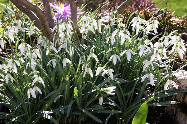 Galanthus nivalis
