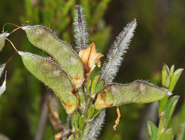 Genista pilosa