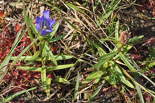 Gentiana pneumonanthe