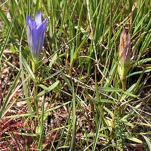 Gentiana pneumonanthe
