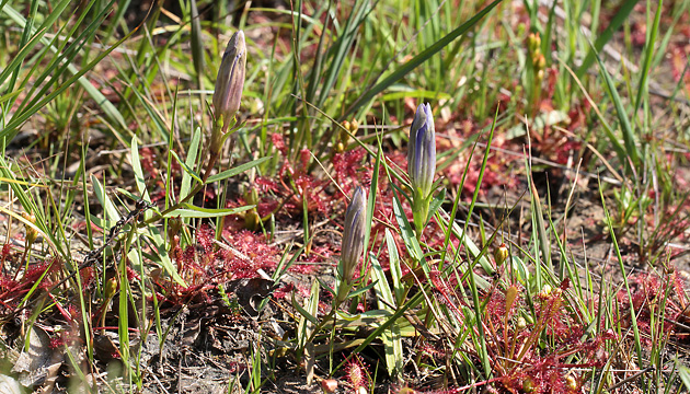 Gentiana pneumonanthe