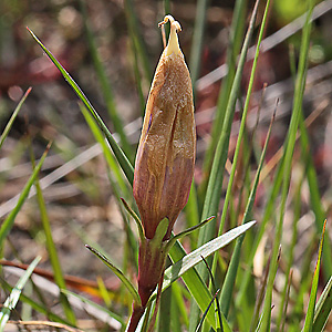 Gentiana pneumonanthe