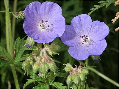 Geranium pratense
