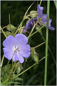 Geranium pratense