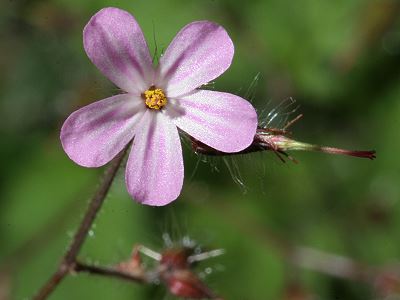 Geranium robertianum