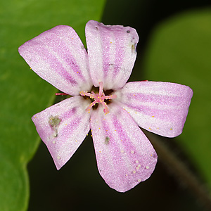 Geranium robertianum