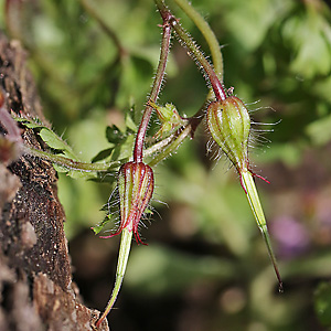 Geranium robertianum