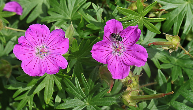 Geranium sanguineum