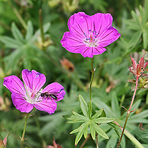 Geranium sanguineum