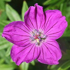 Geranium sanguineum